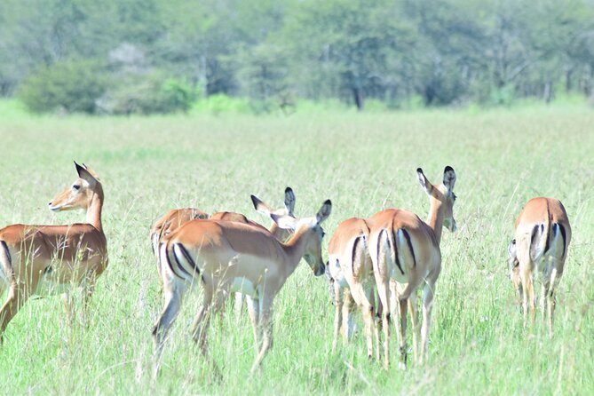4 Days Tanzania Budget Group Join Safari- Serengeti & Ngorongoro - Day 4 Ngorongoro Game Drive And The Return To Arusha