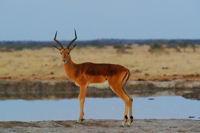 4 Days Tanzania Budget Group Join Safari- Serengeti & Ngorongoro - Group Safari Reality: How Shared Drives Affect Your Day