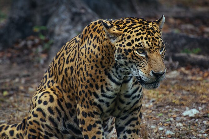 4 Days Tanzania Budget Group Join Safari- Serengeti & Ngorongoro - Price And Value: What $1,283 Covers (And What Still Costs Extra)