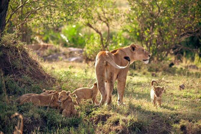 4 Days Tanzania Budget Safari - Why this Moshi budget safari is a smart value