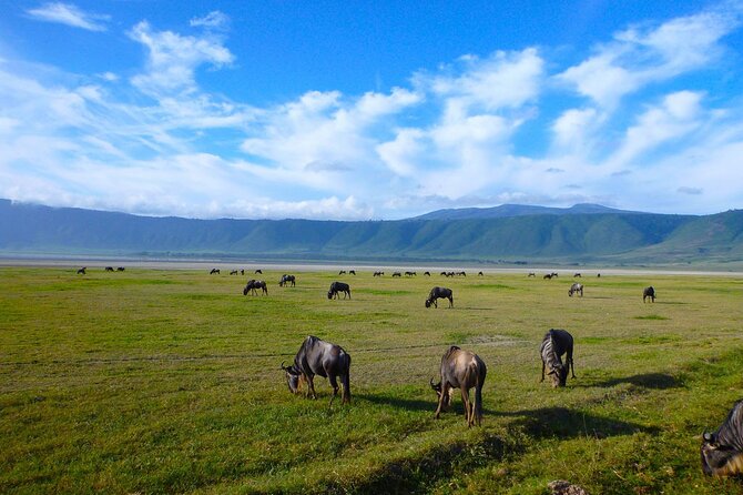 4 days Tanzania Camping Safari - What the $950 Price Really Buys (And What It Does Not)