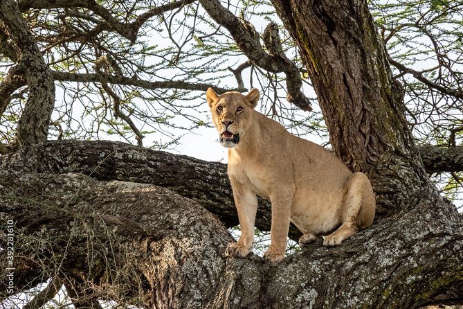 4 days Tanzania Camping Safari - Getting Better Sightings on a Four-Day Circuit