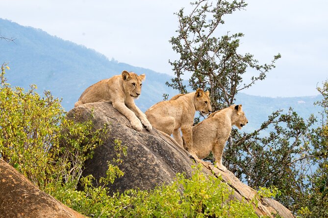 4 Days Tanzania Group Joining Safari with Mid-range Accommodation - Day 1: Tarangire National Park, Giant Baobabs, and Elephant Herds