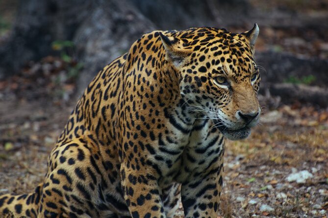 4 Days Tanzania Group Joining Safari with Mid-range Accommodation - Who This Safari Is Best For (And Who Might Want a Different Style)