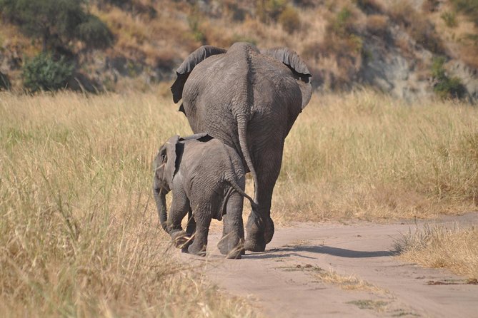 4 days Tanzania group safari to Serengeti, Crater and Tarangire - Key things to know before you go