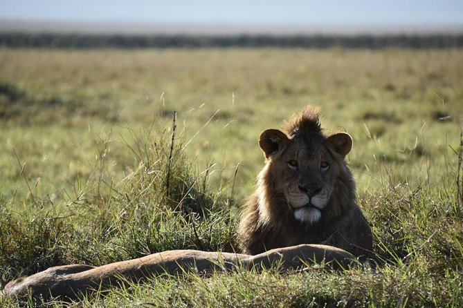 4 days Tanzania group safari to Serengeti, Crater and Tarangire - Tarangire National Park: Elephants, Baobabs, and Great Birding