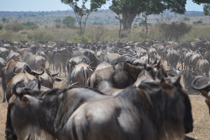 4 Days Tanzania Lodge Safari With Two Nights at Serengeti - Big-picture value: what you get for $2,180 per person