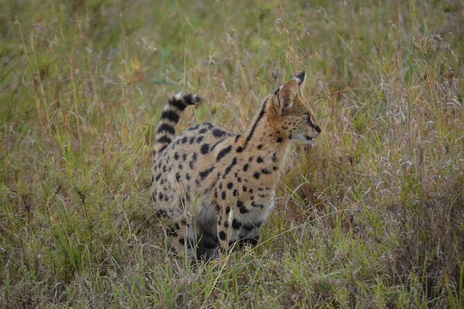 4 Days Tanzania Lodge Safari With Two Nights at Serengeti - Day 3 in the Serengeti: the sunrise Big Five hunt, then a full day of variety