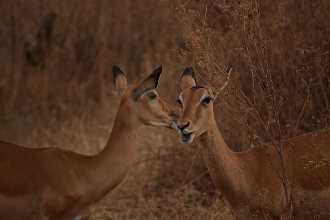 4 Days Tanzania Lodge Safari With Two Nights at Serengeti - Guides and service: what the standout feedback really signals
