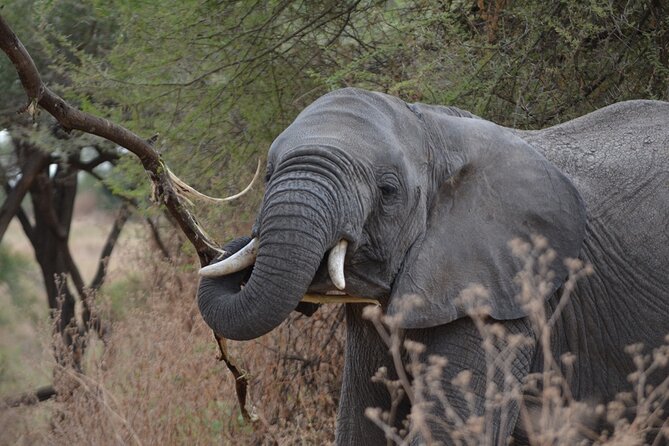 4 Days Tanzania Lodge Safari With Two Nights at Serengeti - Food and pacing: lunches that match the physics of safari