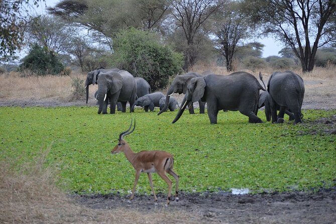 4 Days Tanzania Lodge Safari With Two Nights at Serengeti - When to book and who this tour suits best