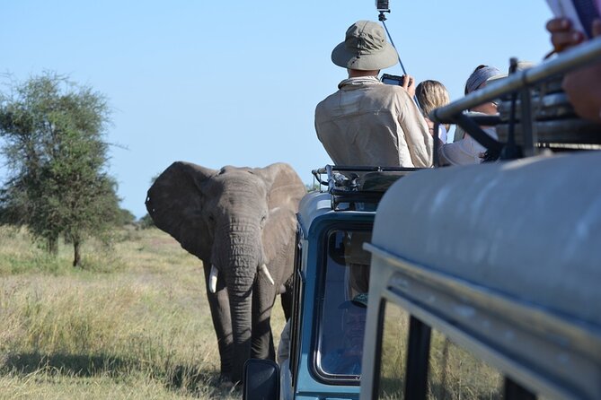 4 Days Tanzania Lodge Safari With Two Nights at Serengeti - Day 2 and your first Serengeti look: the Seronera River effect
