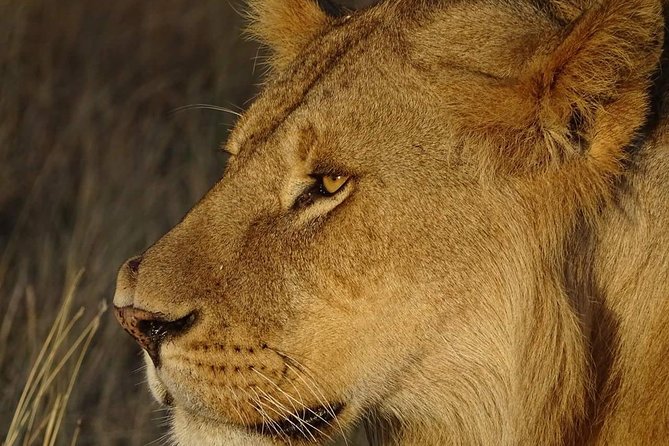 4 Days Tanzania Luxury Safari - Price and Value: Is $2,288.47 Per Person Worth It?