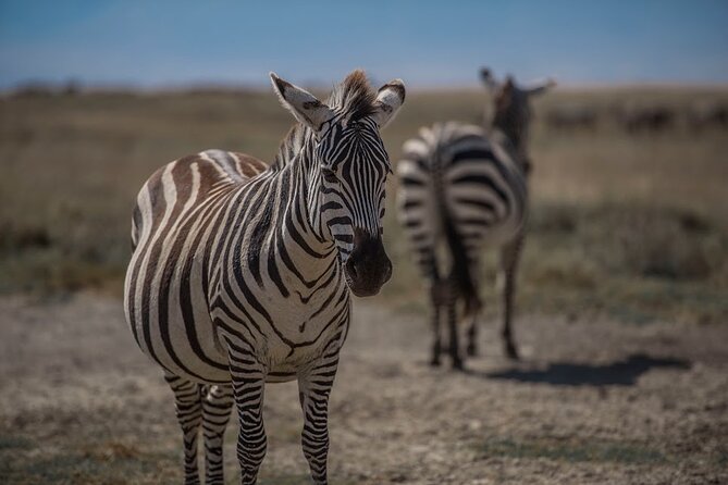 4 Days Tanzania Mid Range Lodge Safari - Arusha Pickup and Lake Manyara’s Rift Wall Game Drive (Day 1)