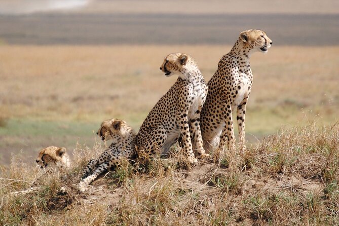 4 Days Tanzania National Parks Private Safari from Zanzibar - Tarangire National Park Day 1: Baobabs, Elephants, and a Big First Impression