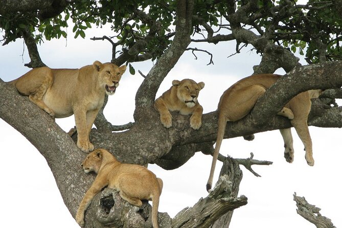 4 Days Tanzania National Parks Private Safari from Zanzibar - Private Transportation and WhatsApp Coordination: The Logistics That Make Safari Feel Easy