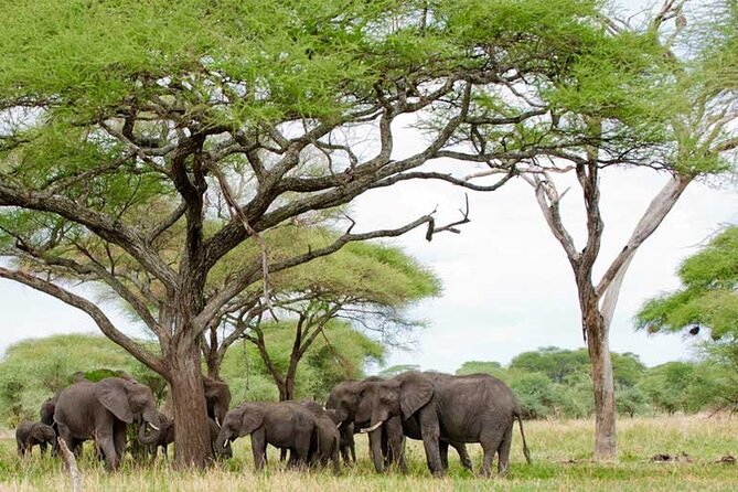 4 Days Tanzania National Parks Private Safari from Zanzibar - Meals on Safari: No Guessing, Just Fuel for Long Game Drives