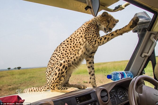 4 Days Tanzania National Parks Private Safari from Zanzibar - Should You Book This 4-Day Zanzibar to Tarangire, Serengeti, and Ngorongoro Safari?