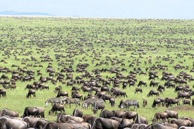 4 Days Tanzania National Parks Private Safari from Zanzibar - FAQ