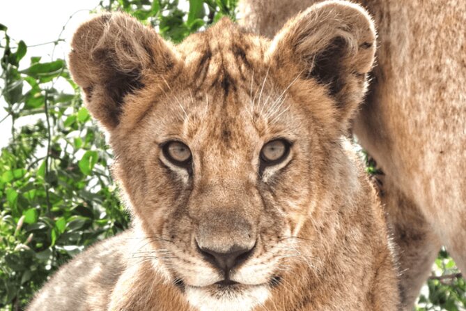 4 Days Tanzania National Parks Private Safari from Zanzibar - Serengeti National Park Days 2 and 3: Zebras to Big Cats in Two Different Zones