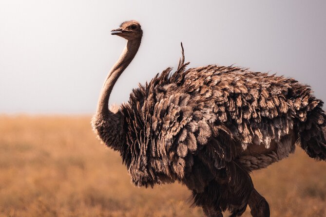 4 Days Tanzania Private Lodge Safari - Price and Value: What $2,640 Per Person Is Really Buying