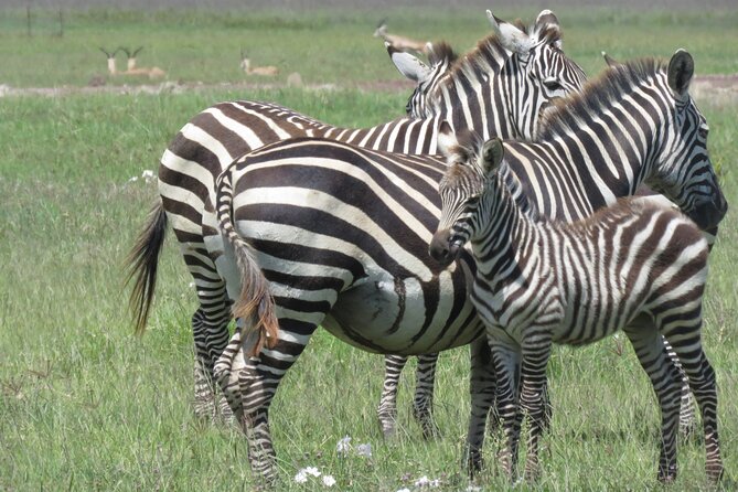 4 Days Tanzania Private Safari | Serengeti , Ngorongoro & Tarangire Safari - How this Moshi-to-parks route saves your time