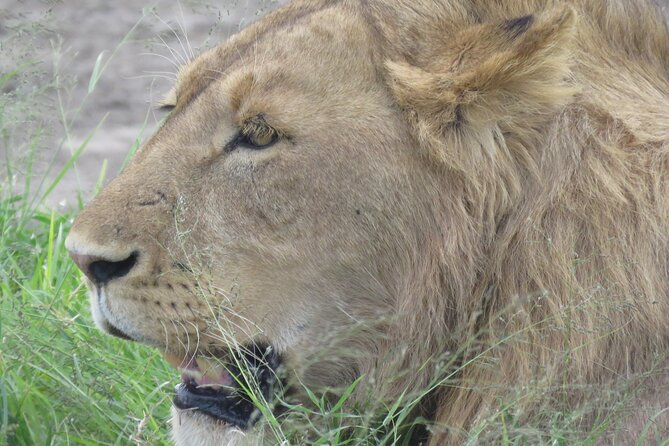 4 Days Tanzania Private Safari | Serengeti , Ngorongoro & Tarangire Safari - Serengeti day one: an afternoon game drive with crater views in the mix