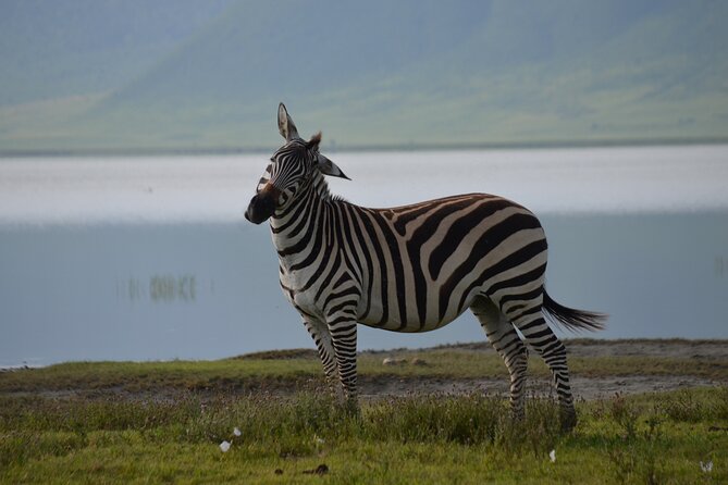 4 Days Tanzania Private safari to Serengeti ,ngorongoro crater and Tarangire - Day 1 in Tarangire: Elephants, Picnic Lunch, and Tree-Top Scanning