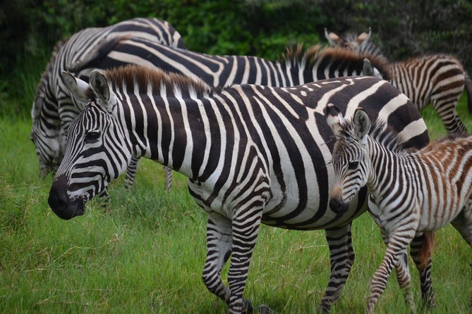 4 Days Tanzania Private safari to Serengeti ,ngorongoro crater and Tarangire - Day 3 Sunrise Serengeti: Coffee-Time Starts and a Chilly Morning Reality Check