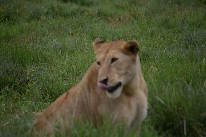 4 Days Tanzania Private safari to Serengeti ,ngorongoro crater and Tarangire - Food, Drinks, and What’s Included (No Guesswork)