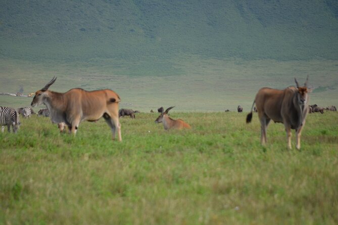 4 Days Tanzania Private safari to Serengeti ,ngorongoro crater and Tarangire - Value for $3,200 per Group Up to Two