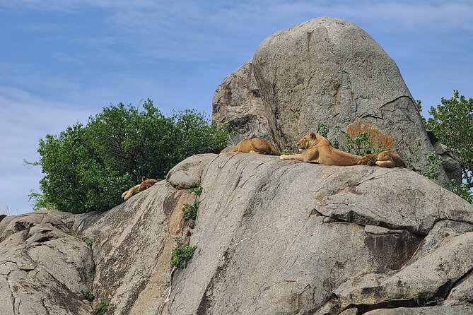 4 Days Tanzania Safari - Day 2 Serengeti Seronera, when the river pulls wildlife into view