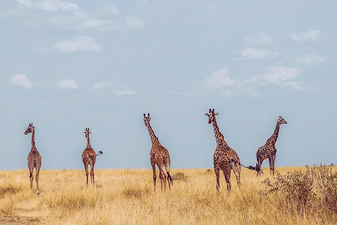 4 Days Tanzania Safari - Day 4 Ngorongoro Crater, the early start you’ll be glad you accepted