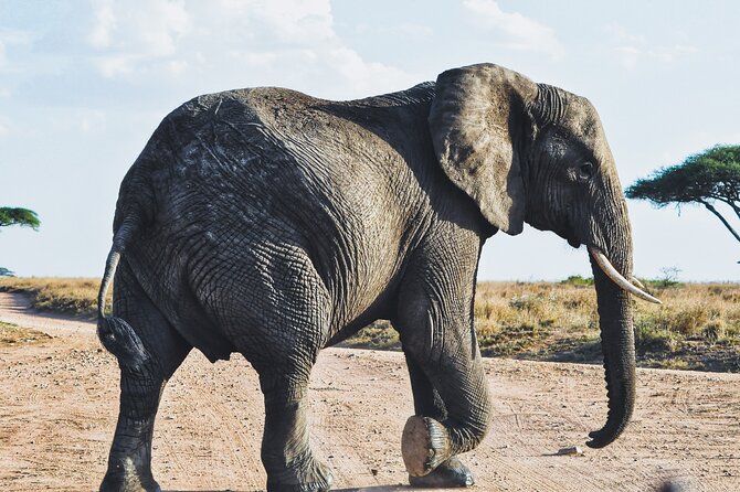 4 Days Tanzania Safari - What’s actually included, and why it changes your cost picture