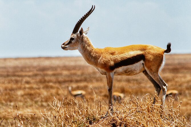 4 Days Tanzania Safari - Practical Considerations Before You Lock It In