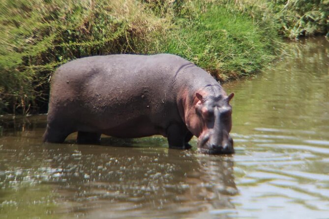 4 Days Tanzania Safari Experience - Day 4 Ngorongoro at 6:15 am: Black Rhino Search in a Floor Crater