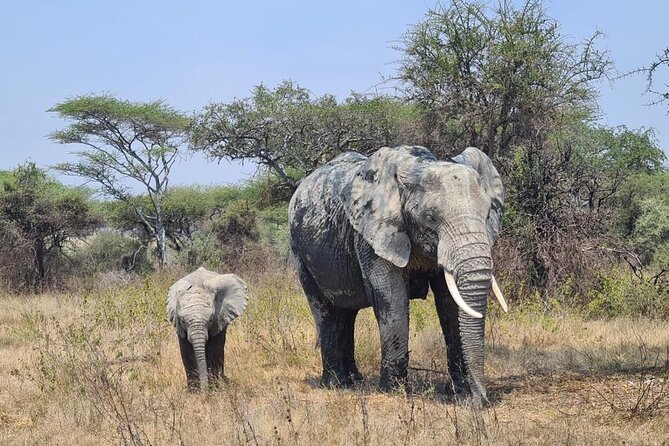 4 Days Tanzania Safari Experience - Private Transportation: Why It Matters on a 4-Day Schedule