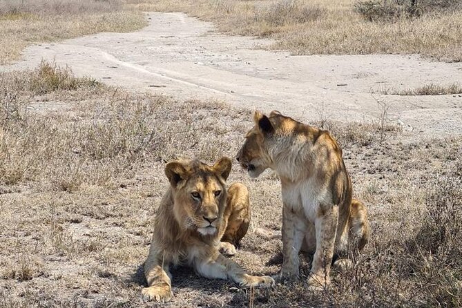 4 Days Tanzania Safari Experience - Price and Value: $2,300 Per Person for Big-Name Parks