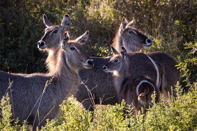4 Days Tanzania Safari Experience - Day 3 Serengeti: Two Drives, One Goal, and Night Near Ngorongoro