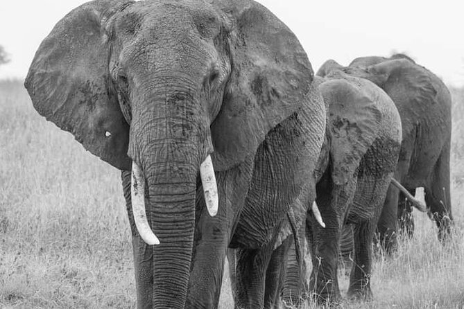 4 Days Tanzania Safari Tarangire, Serengeti and Ngorongoro Crater - Timing, Vehicles, and How the Picnic Meal Rhythm Works