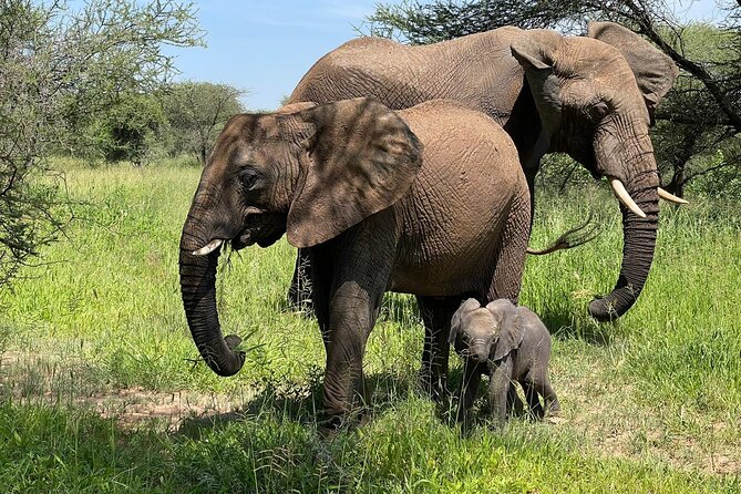 4 days Tarangire National park, Serengeti National park and Ngorongoro crater - Why This 4-Day Safari Loop Works So Well From Moshi