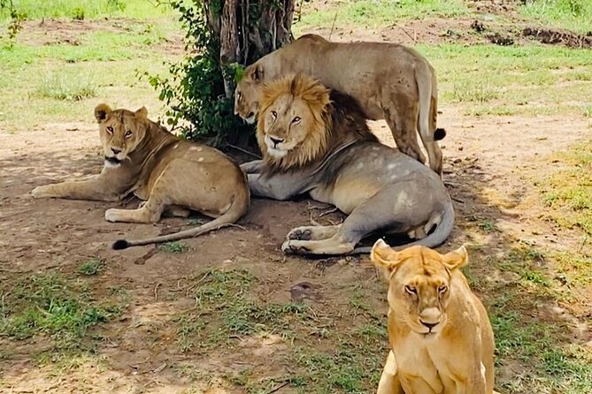 4 days Tarangire National park, Serengeti National park and Ngorongoro crater - Day 2 Driving Into Serengeti, With a Crater Glimpse on the Way