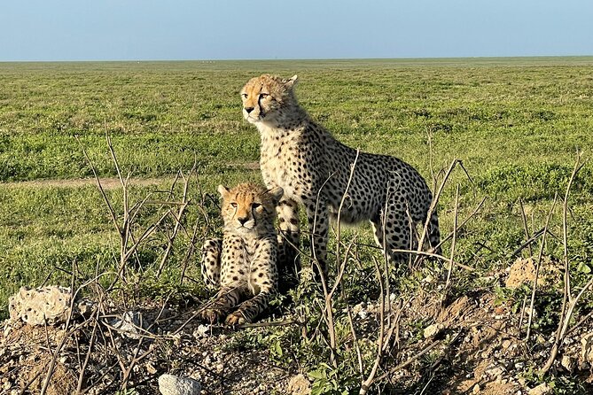4 days Tarangire National park, Serengeti National park and Ngorongoro crater - What the $2,155 Price Really Covers (and What It Does Not)
