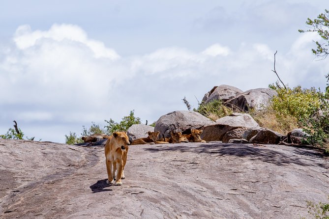 4 Days Tarangire , Ngorongoro ,Manyara and lake Eyasi village - Lake Manyara National Park: Flamingos, Shallow Soda Views, and Tree-Climbing Lion Odds