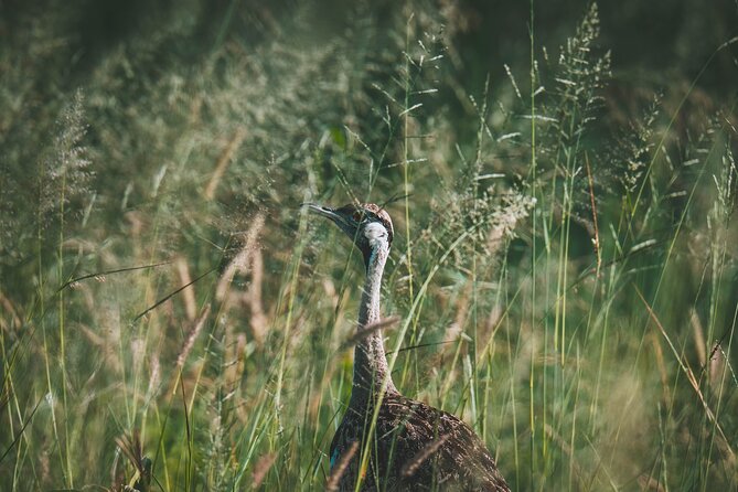 4 Days Tarangire, Serengeti and Ngorongoro Crater Camping Safari - The “4 days, 3 parks” plan that actually makes sense
