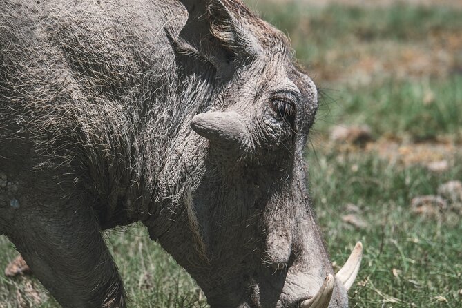 4 Days Tarangire, Serengeti and Ngorongoro Crater Camping Safari - Day 2 in Serengeti from Naabi Gate: migration country and the Big 5 target