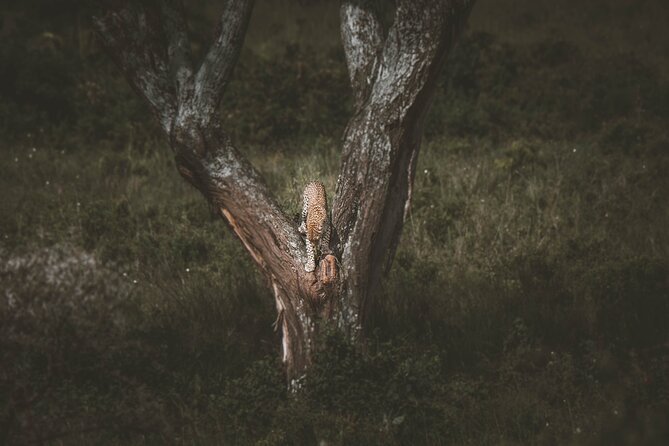 4 Days Tarangire, Serengeti and Ngorongoro Crater Camping Safari - Day 4 on the Ngorongoro floor: one day built for big sightings