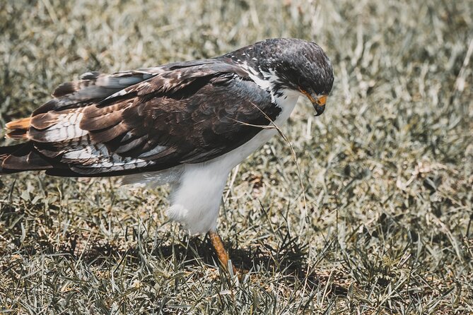 4 Days Tarangire, Serengeti and Ngorongoro Crater Camping Safari - Camping safari reality check: what’s included, and what that implies