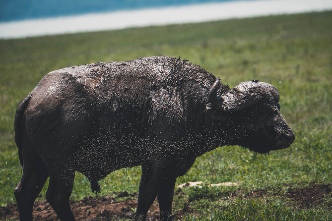 4 Days Tarangire, Serengeti and Ngorongoro Crater Camping Safari - The “$1,100 per person” value, broken down