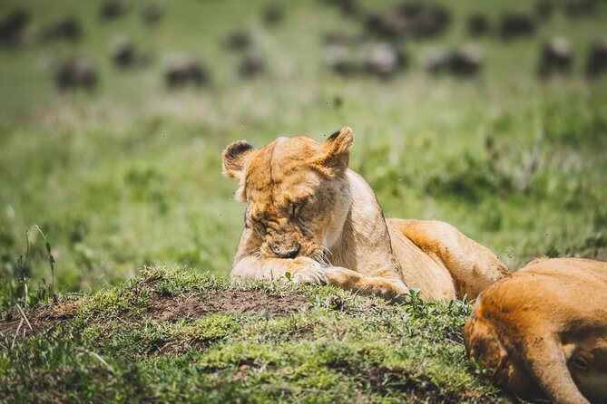 4 Days Tarangire, Serengeti and Ngorongoro Crater Camping Safari - Getting the most out of the timing: early starts pay off